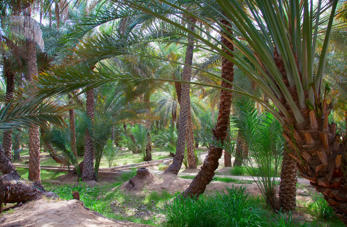 al-ain-oasis-greenery-view_1766409161.jpg