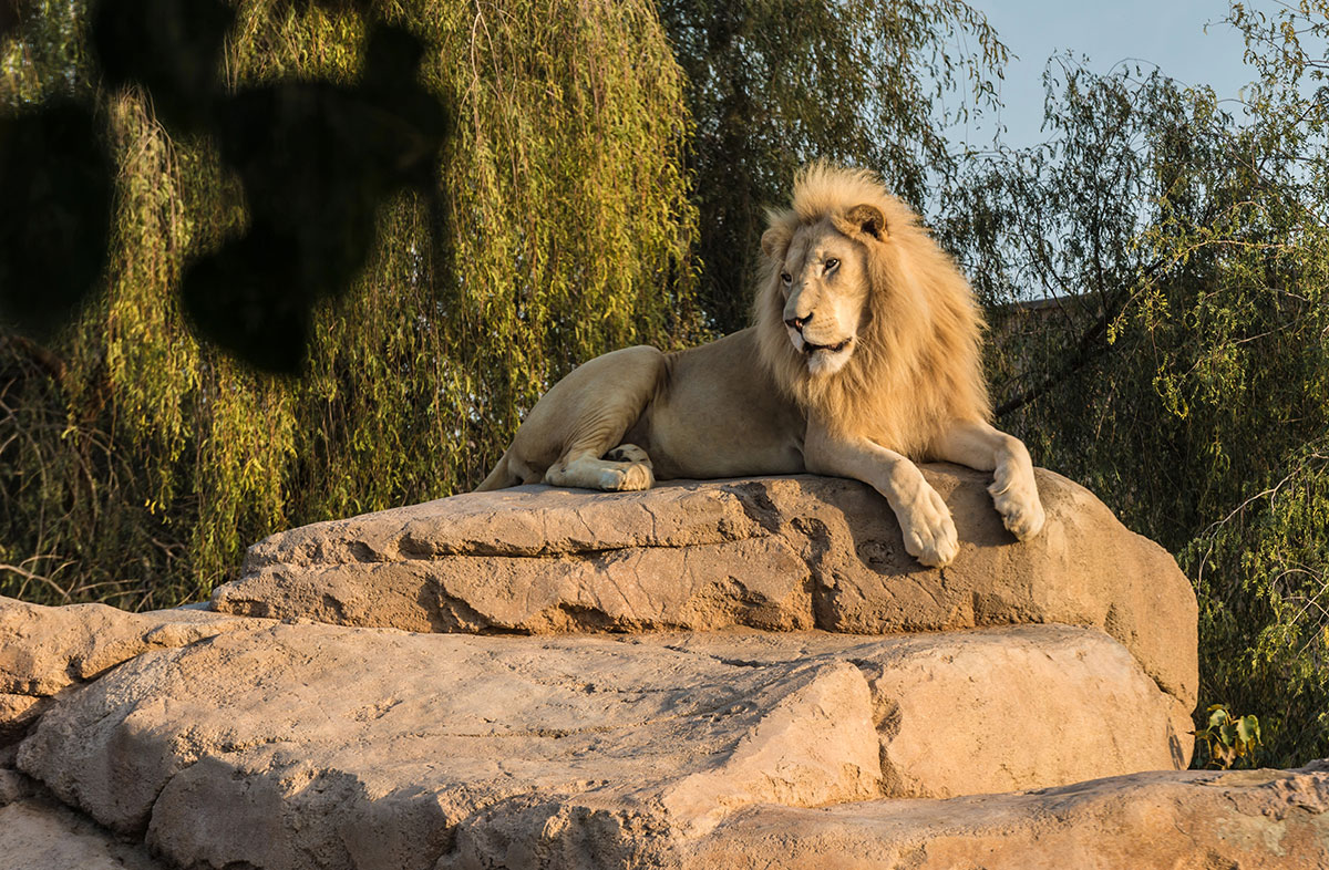 al-ain-wildlife-park-resort_1766409569.jpg