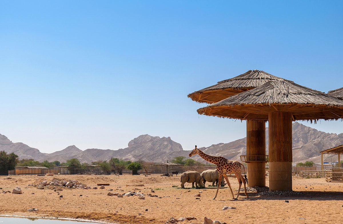 al-ain-zoo-african-safari-area_1766409566.jpg