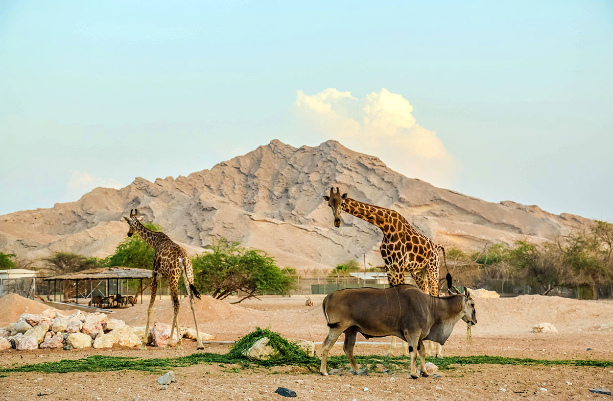 al-ain-zoo-wildlife-animals_1766409561.jpg