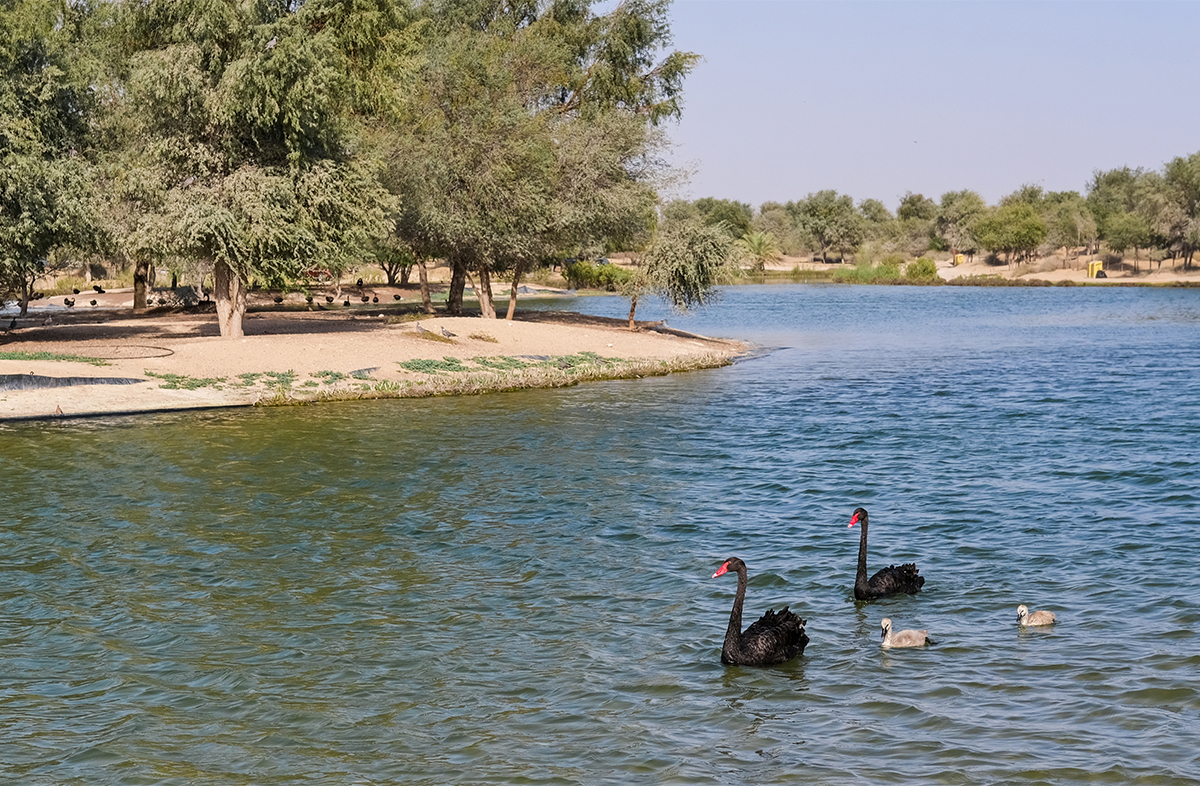 Best Time To Visit Al Qudra Lake.jpg