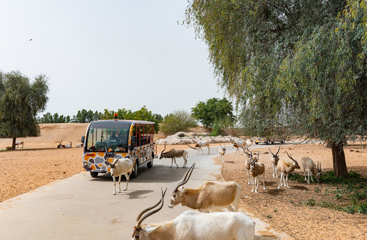 Dubai Safari Park Safari Train Ride.jpg
