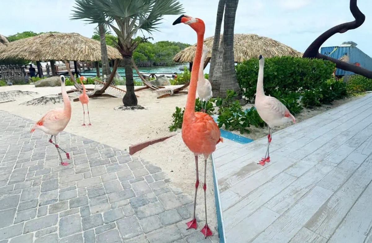 Flamingo Beach Pink Flamingos.jpg