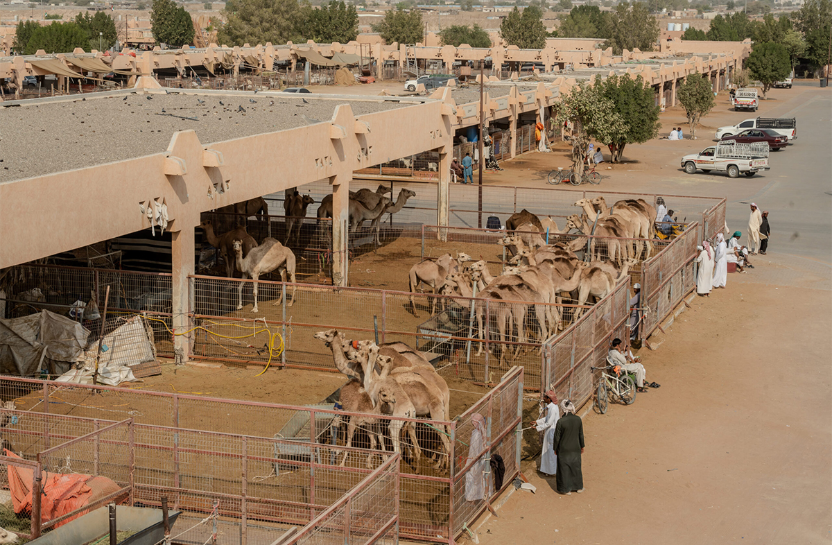 Al Ain Camel Market Cultural Experience